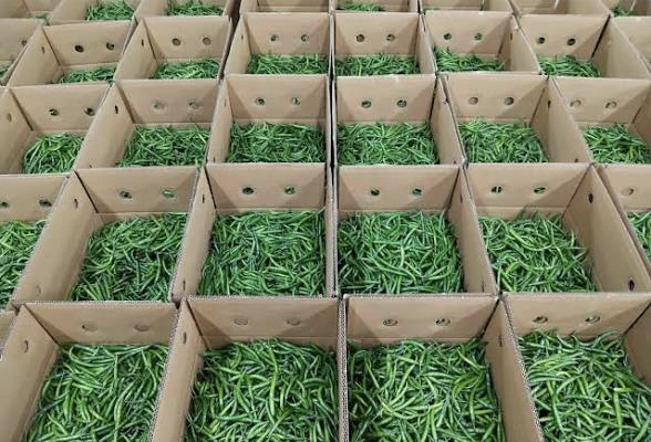Green Chilli