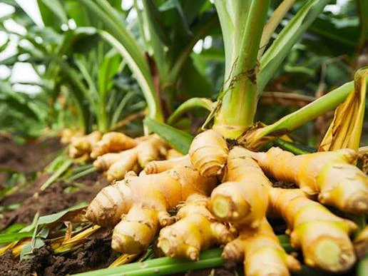 Turmeric